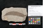 Foto (Objekt + Etikett) von Plantae indet.  (NHMW-GEO-2024-0188-11447)